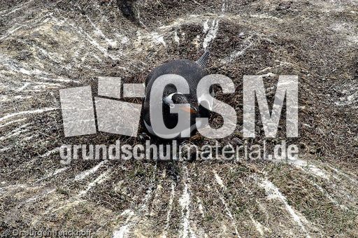 Eselspinguin (21 von 97).jpg